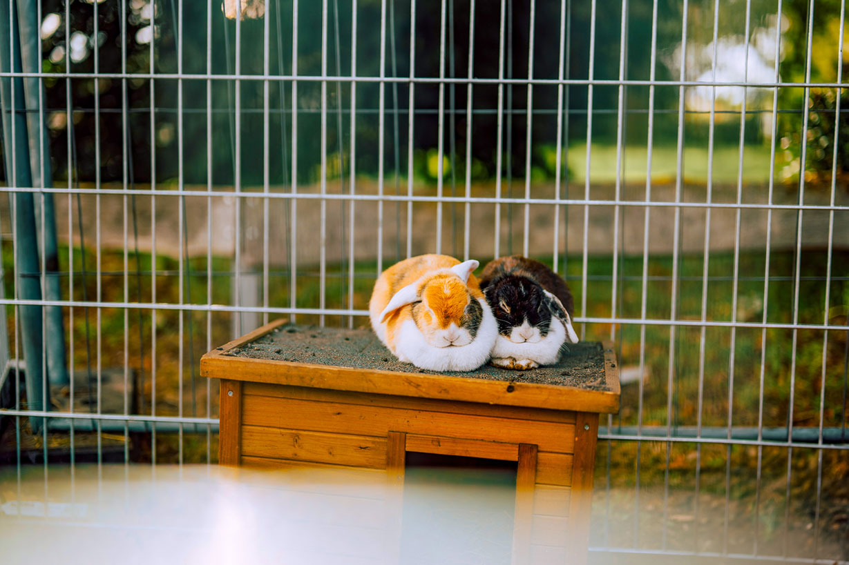 Renzfamily-Superhelden-Huepfburgenland-42